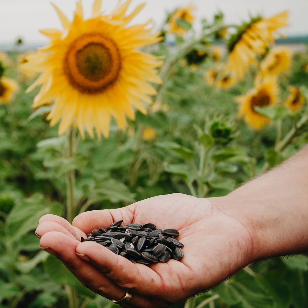 Schiffsbrot Vegesacker Jung Sonnenblumenkerne 6 für 5